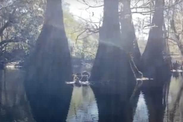 Screenshot 2024 11 17 at 6.20.59 PM In: Primal Landscapes | Our Santa Fe River, Inc. (OSFR) | Protecting the Santa Fe River